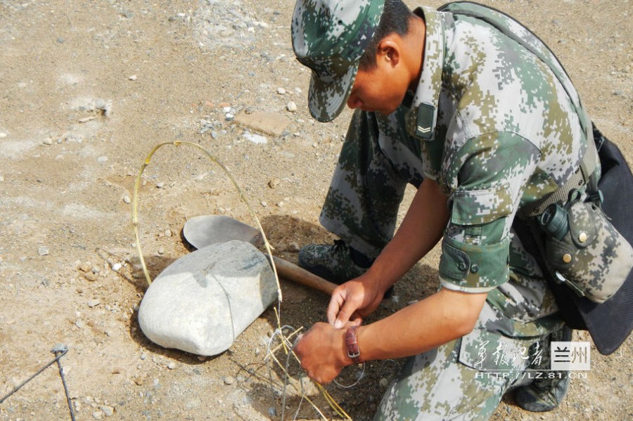 中国方案破解药用芳香植物保护困局(图1)